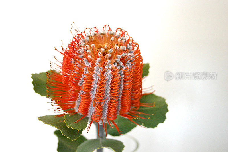 Banksia Coccinea花肖像-近距离特写